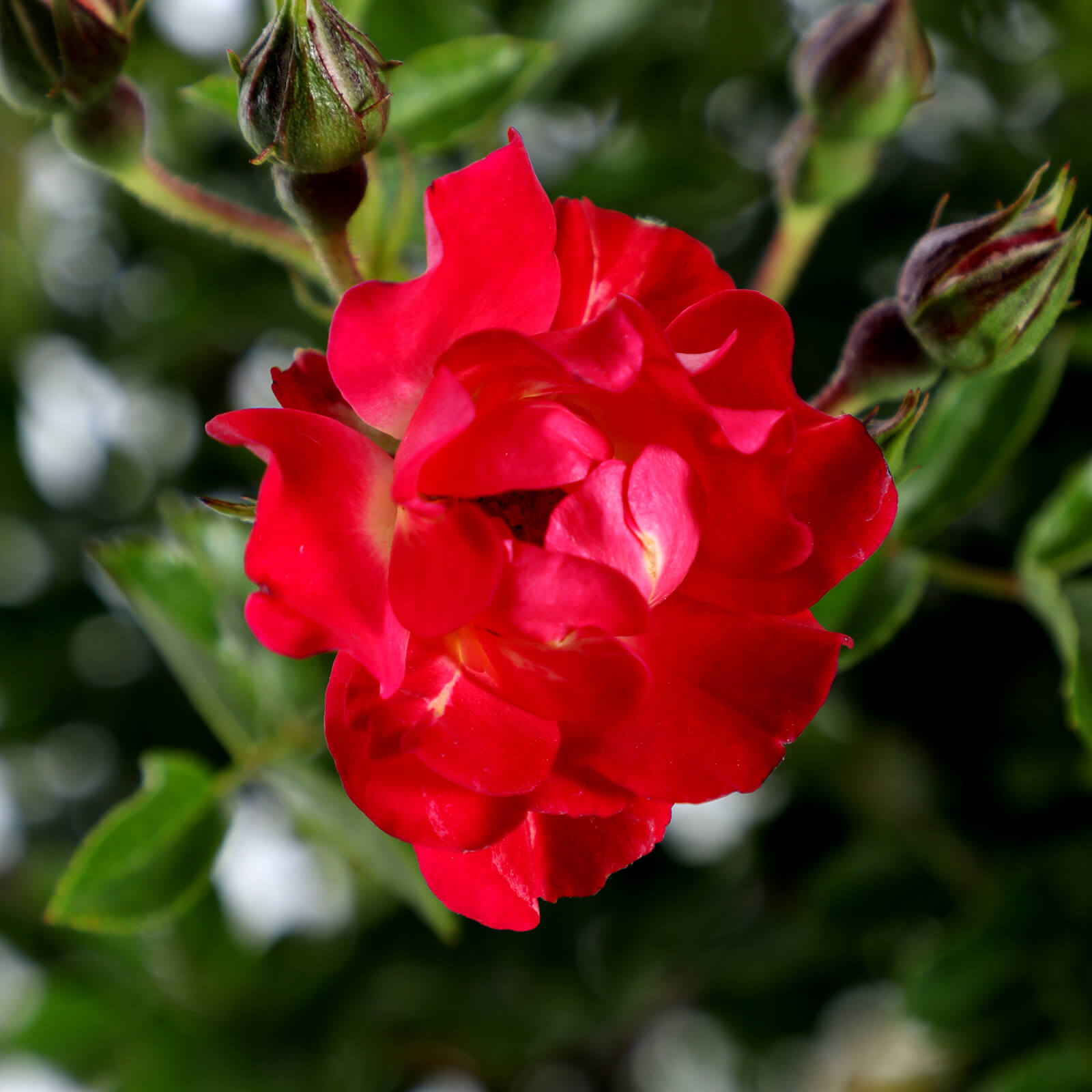 Red Drift Groundcover Rose
